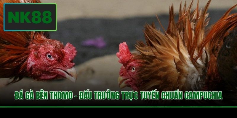Đá Gà Bên Thomo - Đấu Trường Trực Tuyến Chuẩn Campuchia